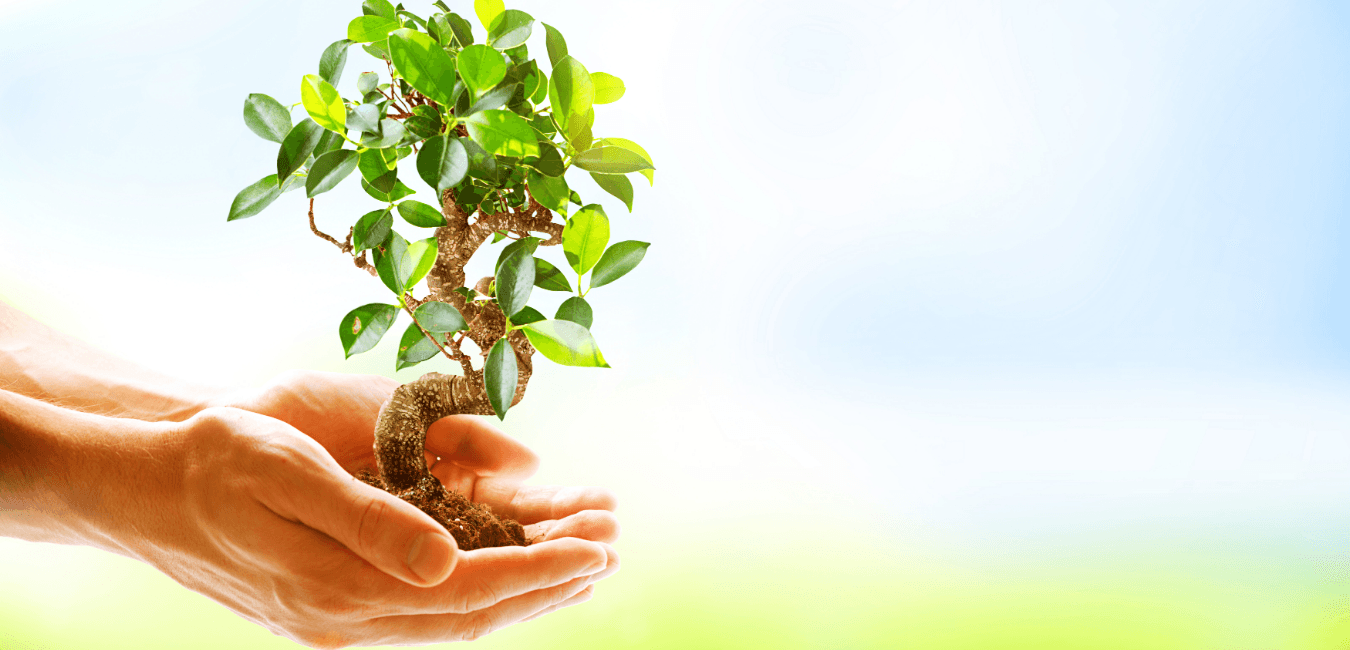 Ekologisk hemstädning – naturlig omsorg för ditt hem 🌿 Växt i hand som symboliserar miljövänlig och hållbar hemstädning i Jönköping med Govaleco